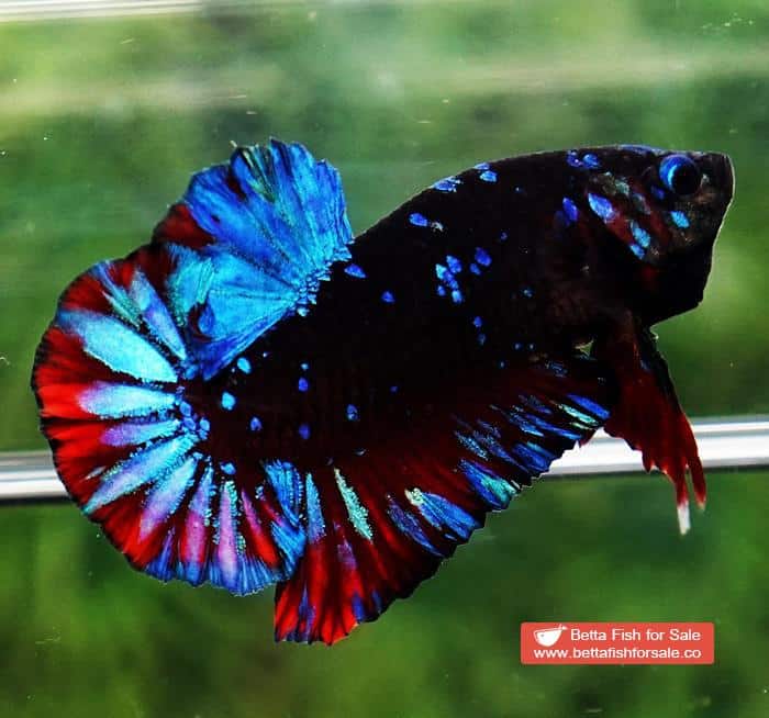 Buy PKDT Avatar Black Star Galaxy Vampir Orange Lips Rare Fish  Livestock  Online in Singapore